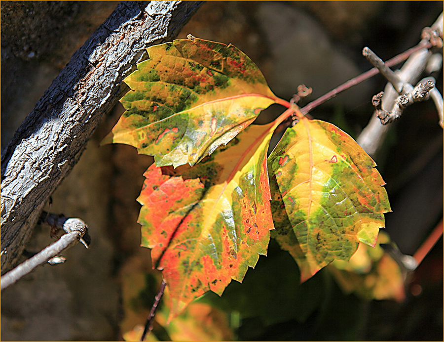 Prémices d'automne