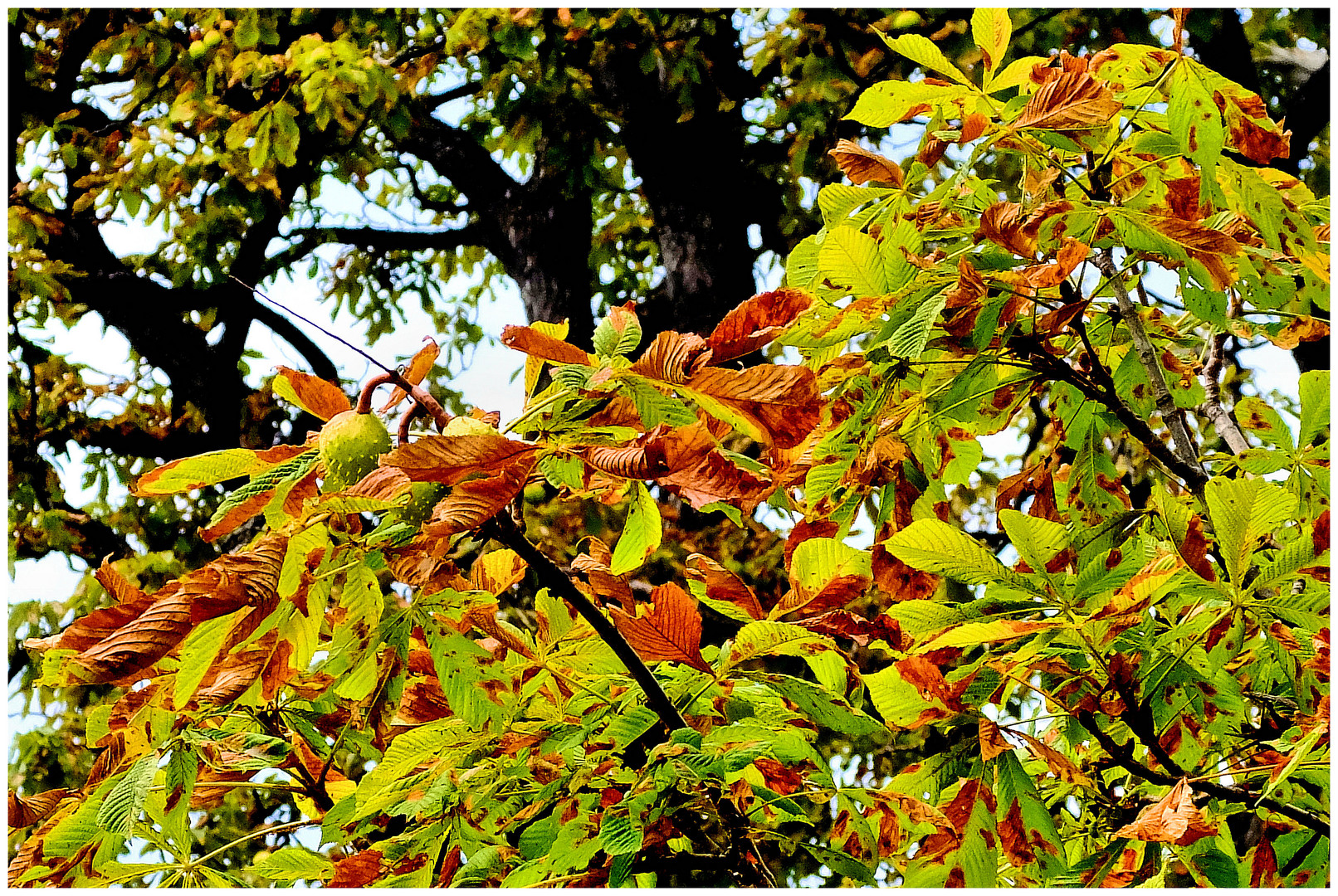 Prémices d'Automne