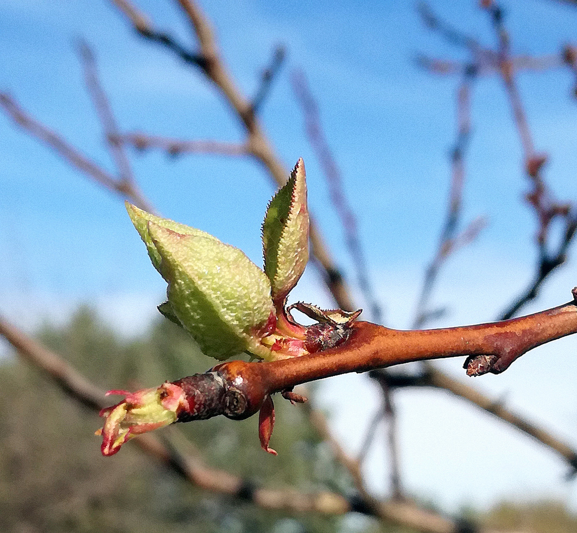 Prémices de printemps ?