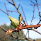 Prémices de printemps ?