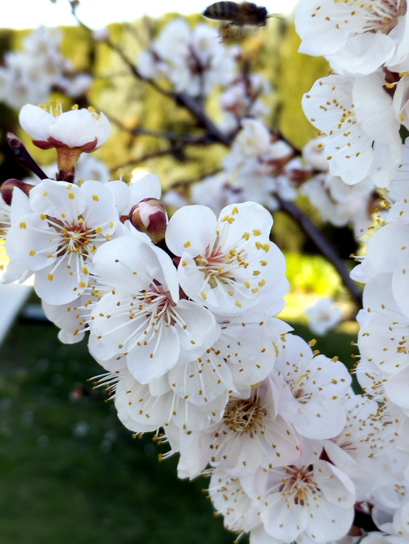 Prémices de printemps ?