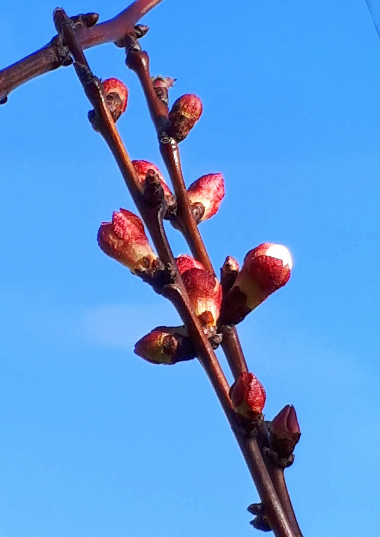 Prémices de Printemps !