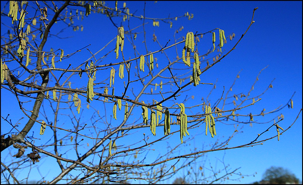 PREMICES DE PRINTEMPS