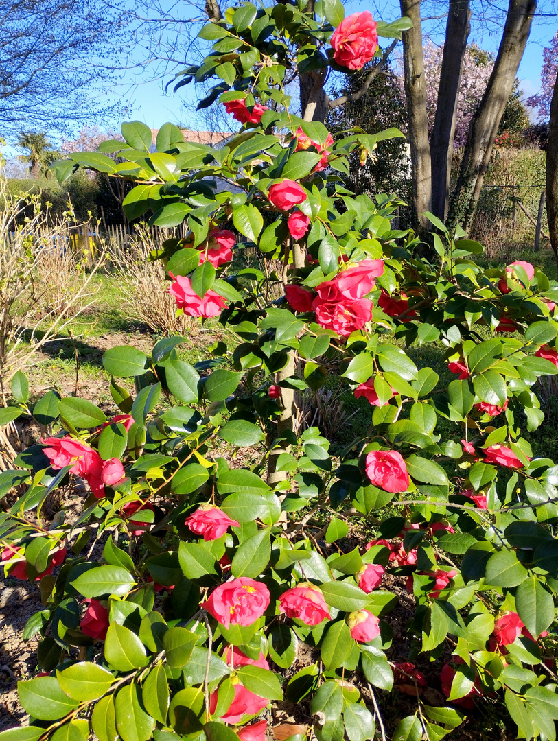 Prémices de printemps ?