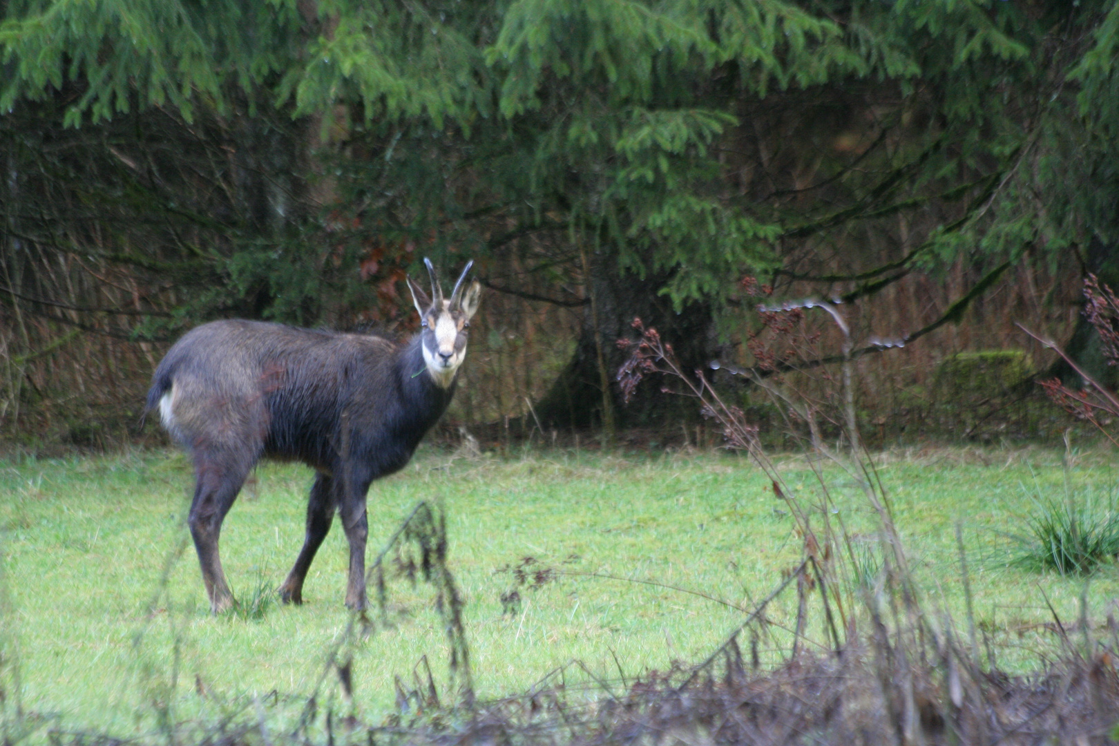 premier chamois