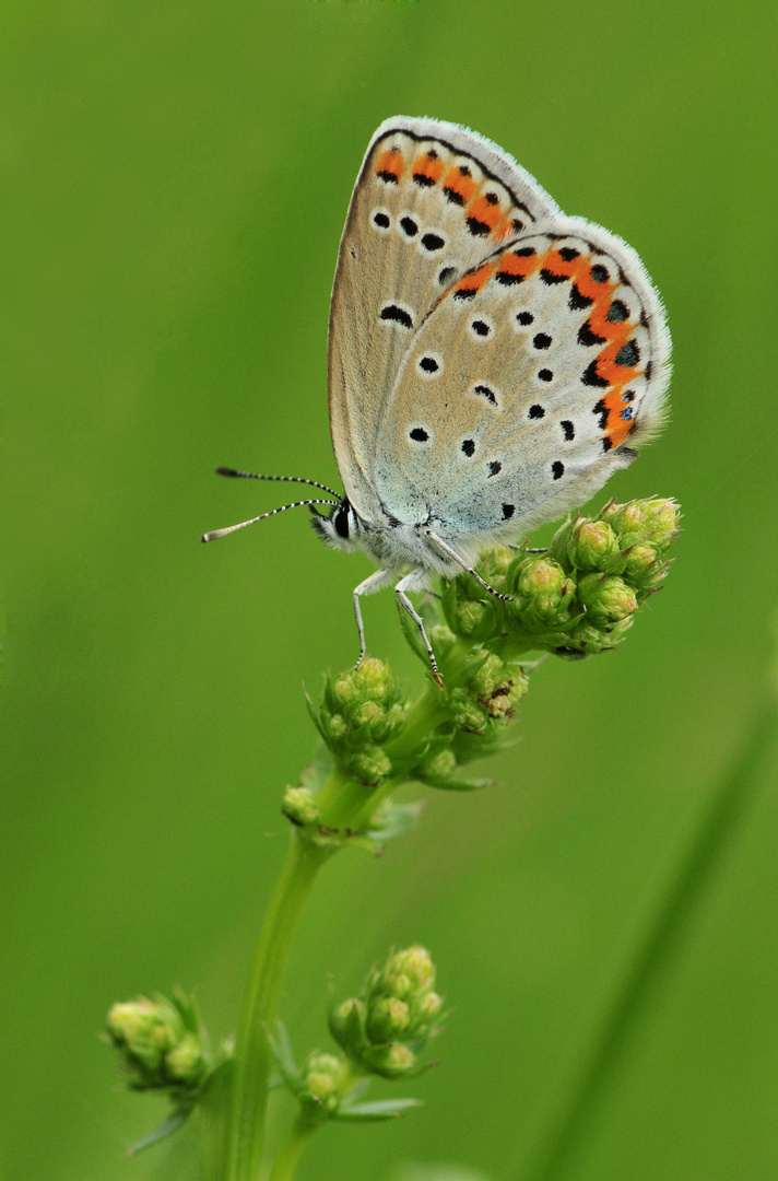 Premier des trois Plebejus