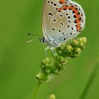 Premier des trois Plebejus