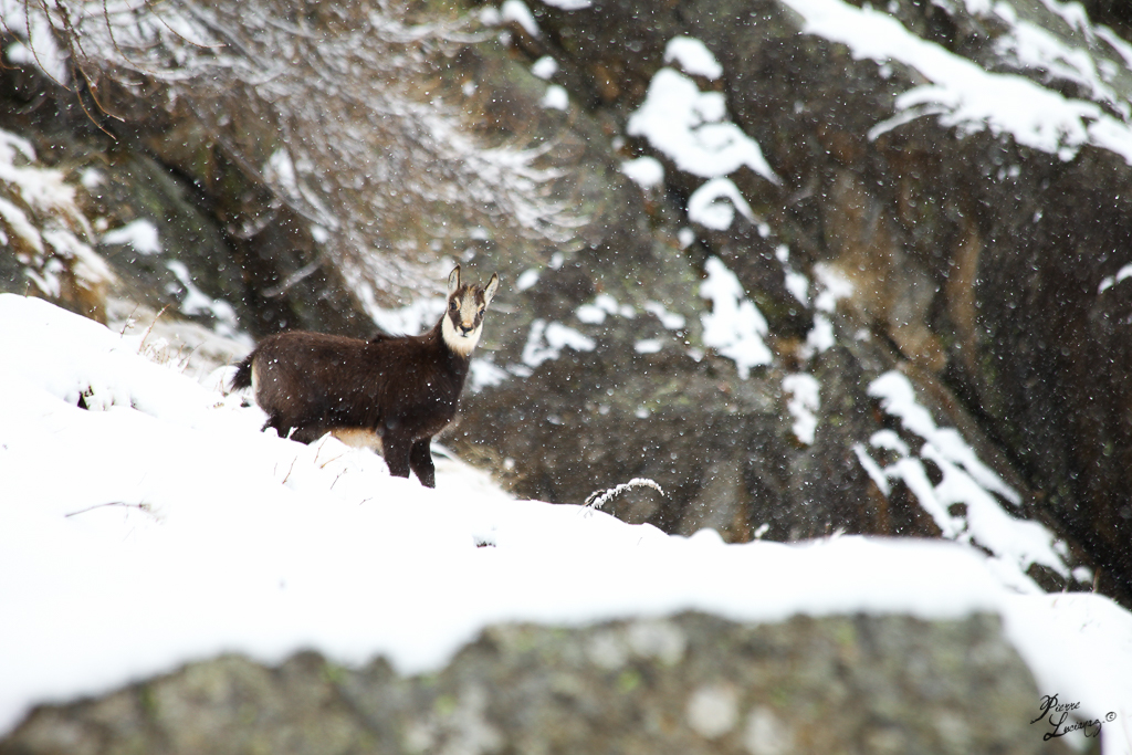 Premier Hiver