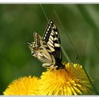 premier Machaon de l'année