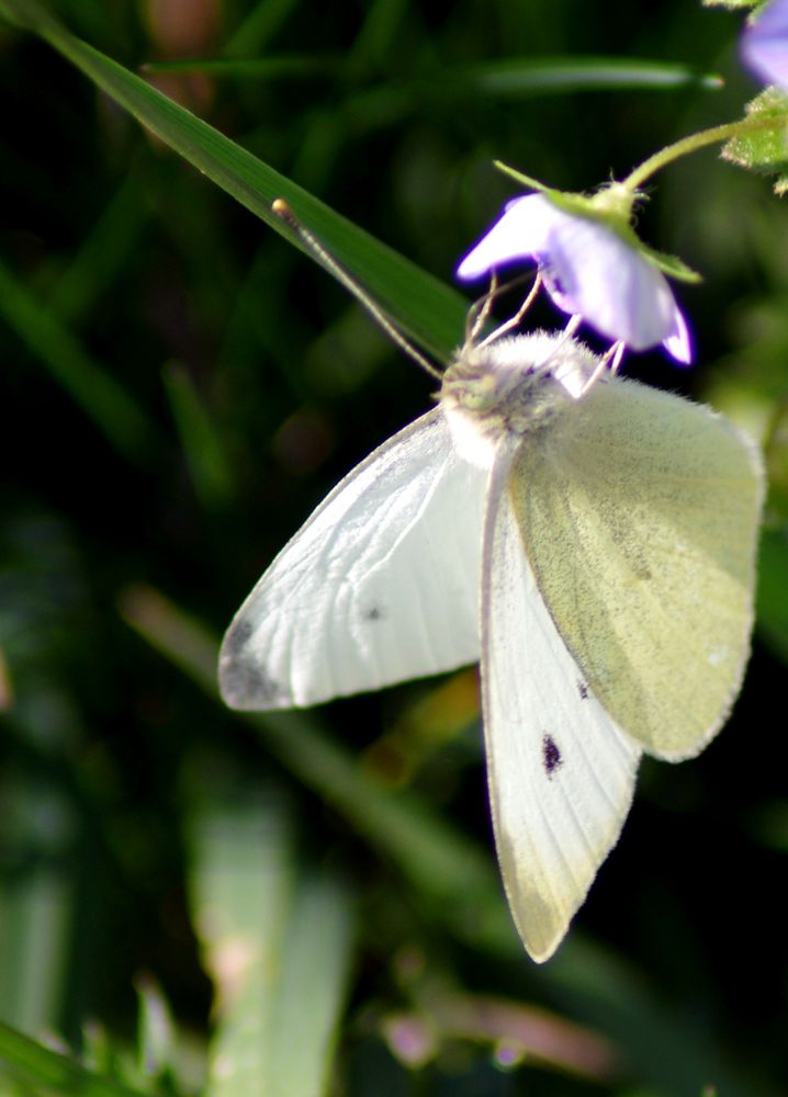 premier papillon ....