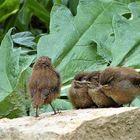 premier pique-nique des troglodites