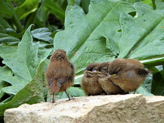 premier pique-nique des troglodites