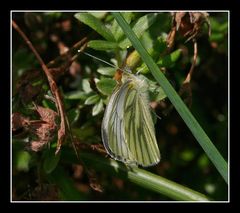 " Premier shoot de papillon cette année "