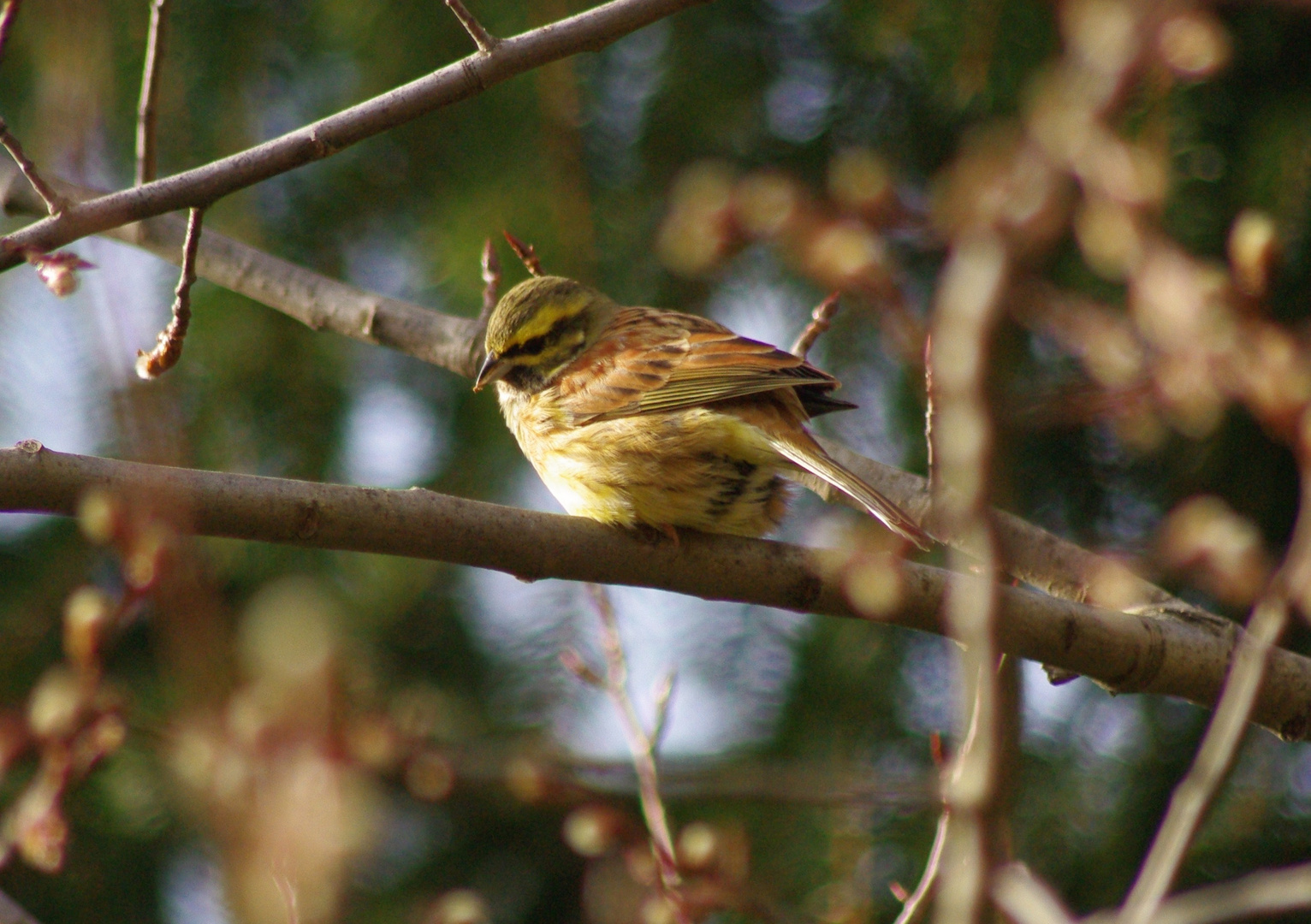 Premier shoot d'oiseau