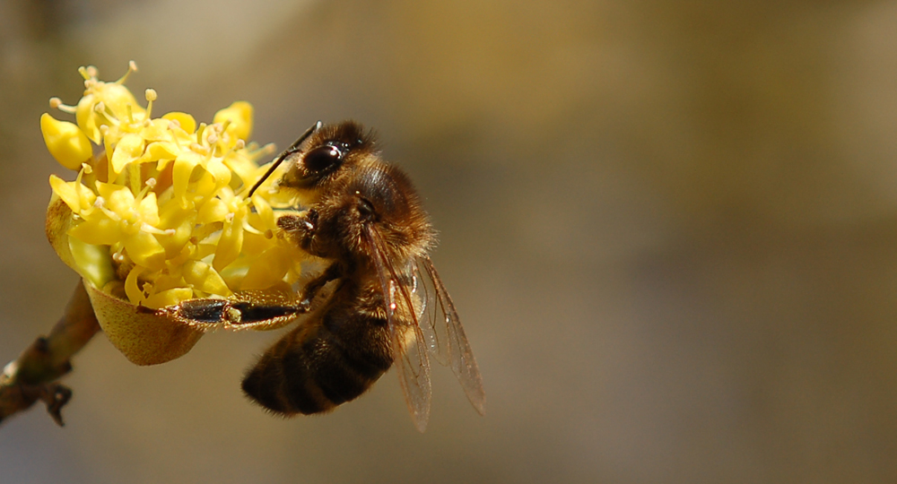 Première abeille