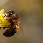 Première abeille