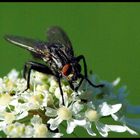 Premiere Brummer ( mein 1.Macro von Insekten )