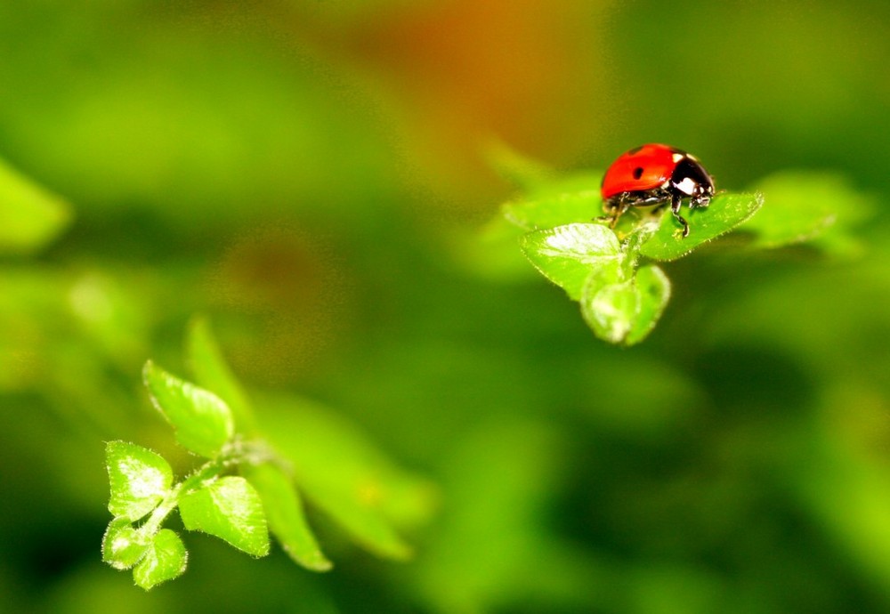 première coccinelle