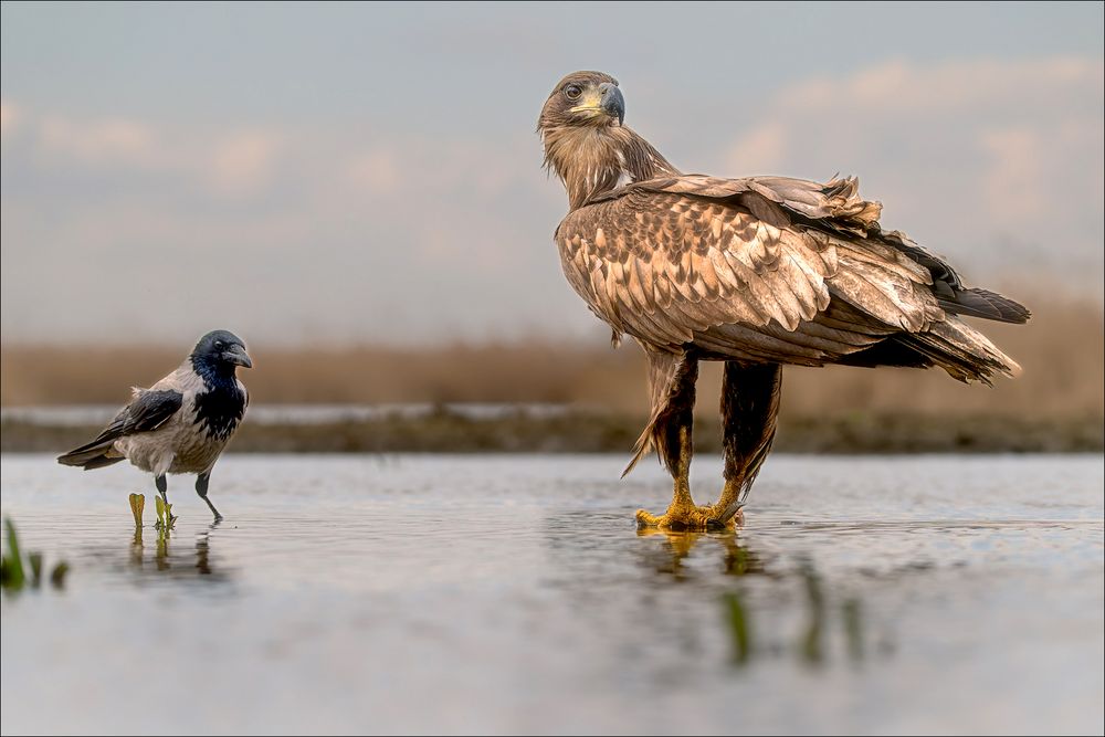 Premiere ein Seeadler so nah