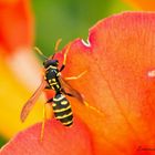 Première essai en macro