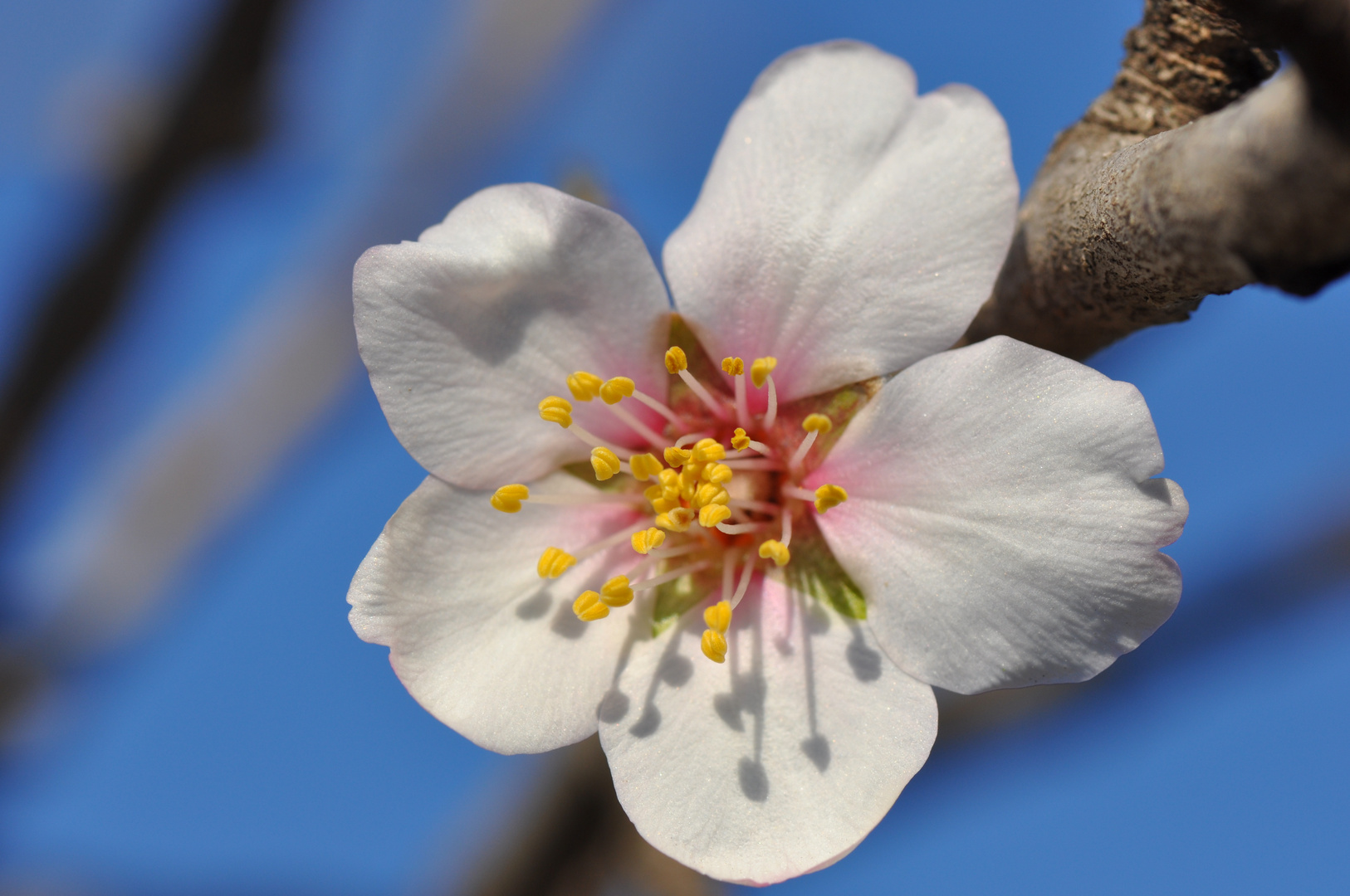 Première fleur d'amandier... le printemps arrive