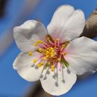 Première fleur d'amandier... le printemps arrive