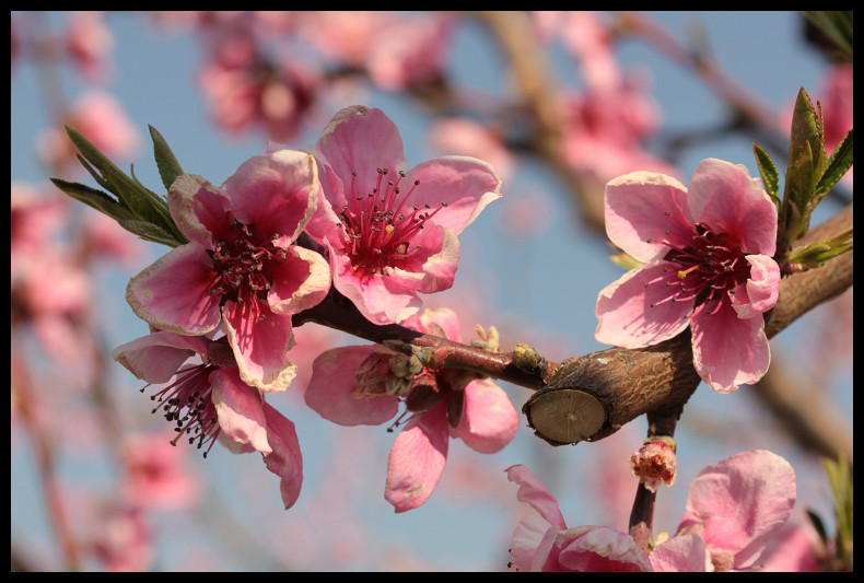 Première Fleur d'arbre fruitier