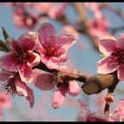 Première Fleur d'arbre fruitier