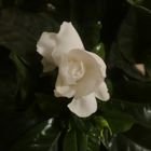 Première fleur de Gardénia