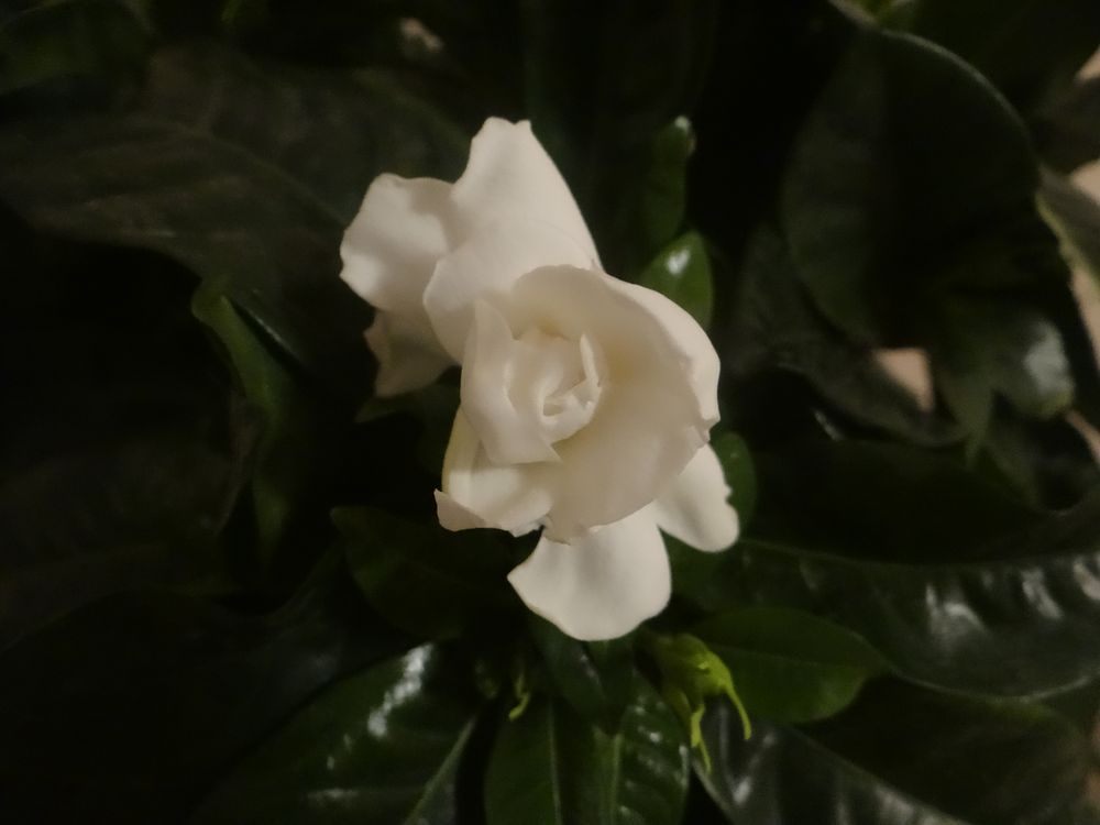 Première fleur de Gardénia