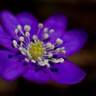 première fleur de montagne