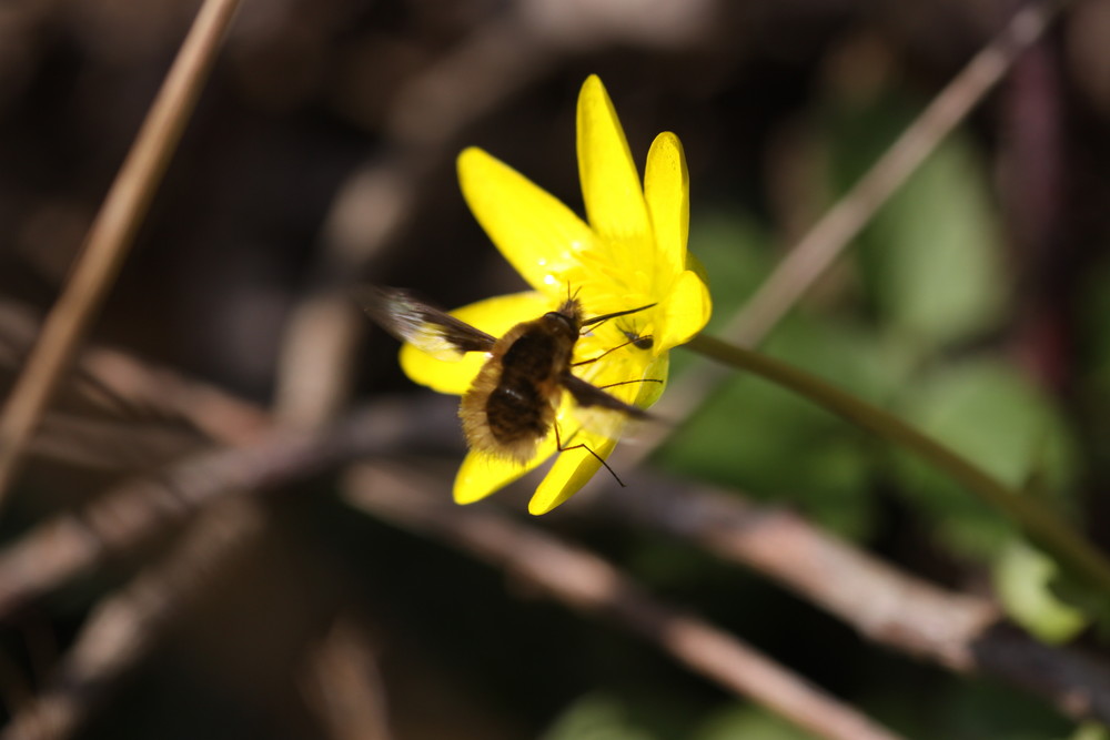 Première fleur et premier butinage