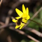 Première fleur et premier butinage