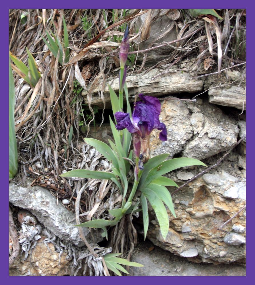 Première iris de l'année !!