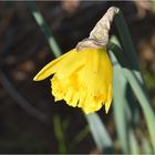 première jonquille de mon jardin