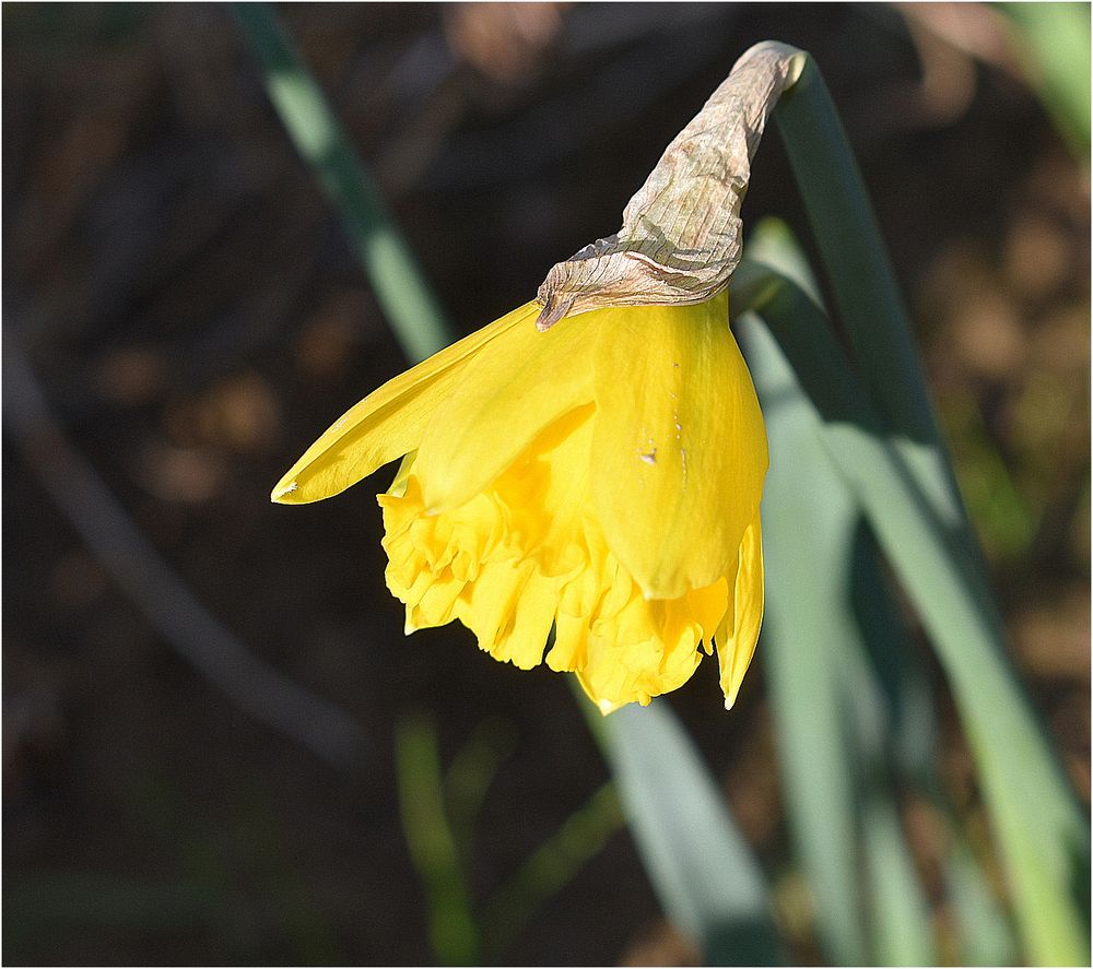 première jonquille de mon jardin