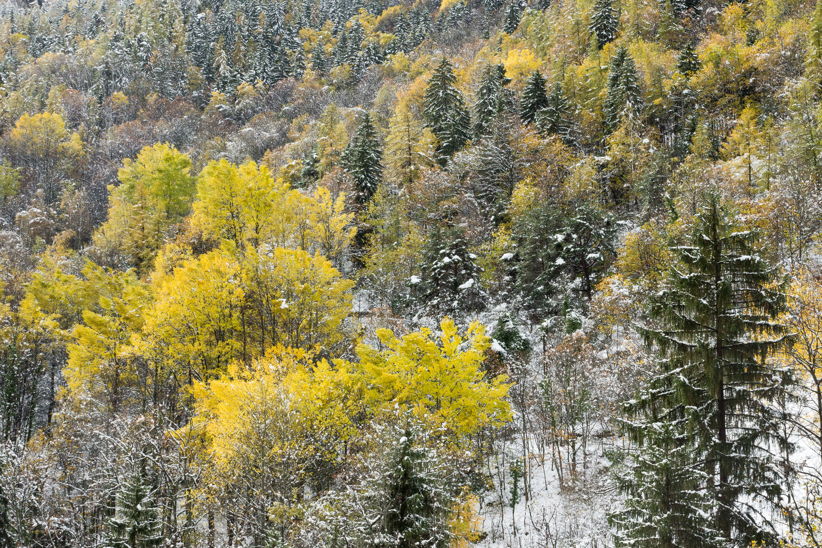 Première neige  2019