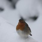 Première neige