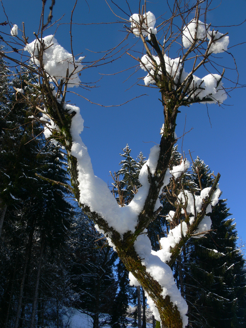 première neige