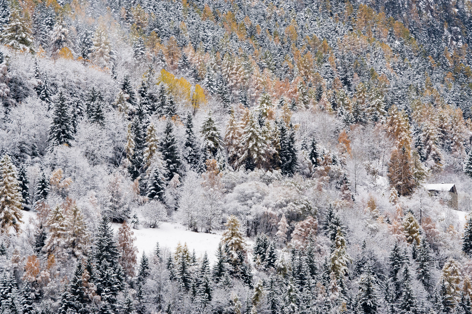 Première neige