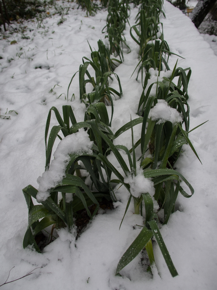 première neige