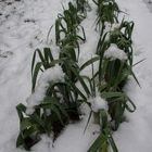 première neige