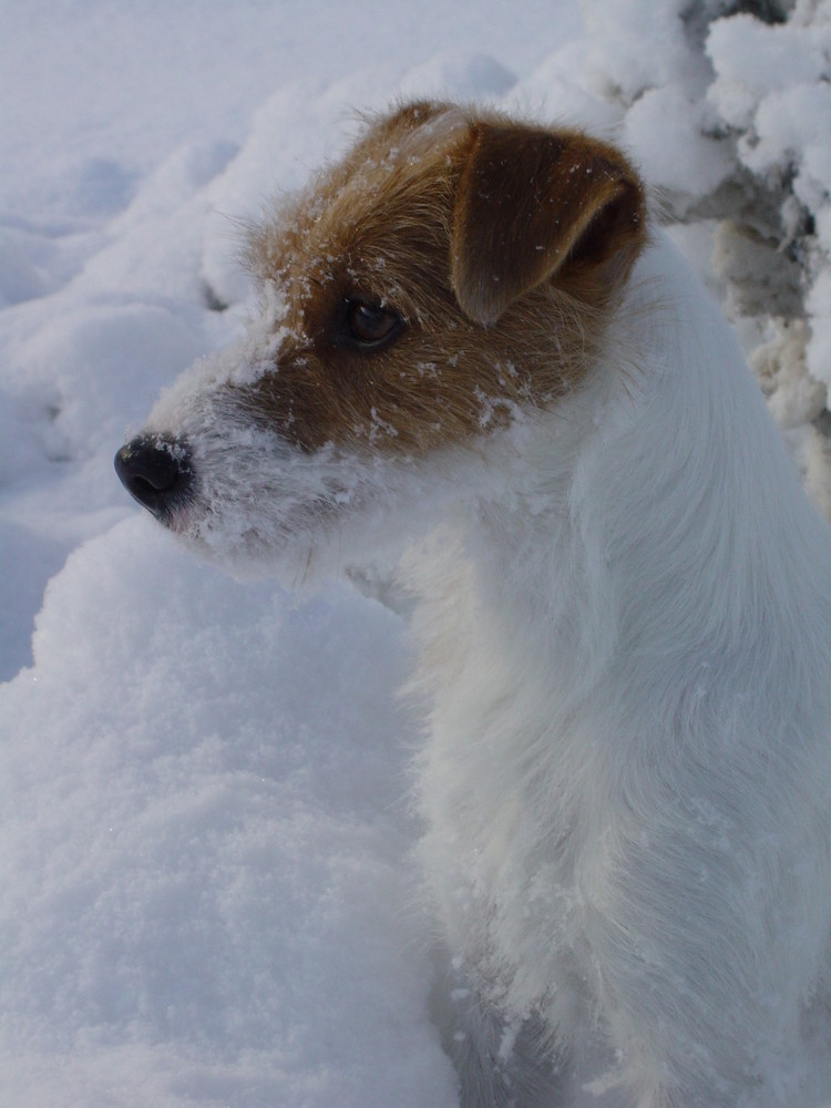 première neige