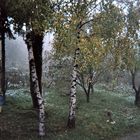 Première neige dans un jardin bulgare