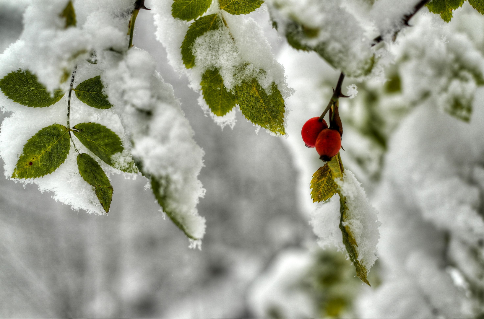 Première neige