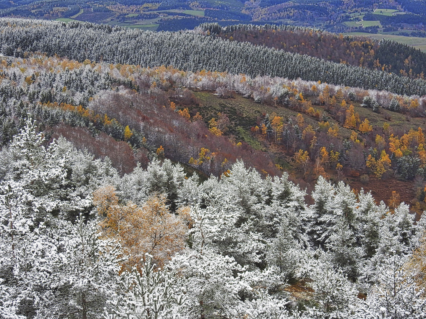 Première neige sur le Mont Lozère / 2