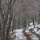 Première neige sur le Mont Lozère / 4