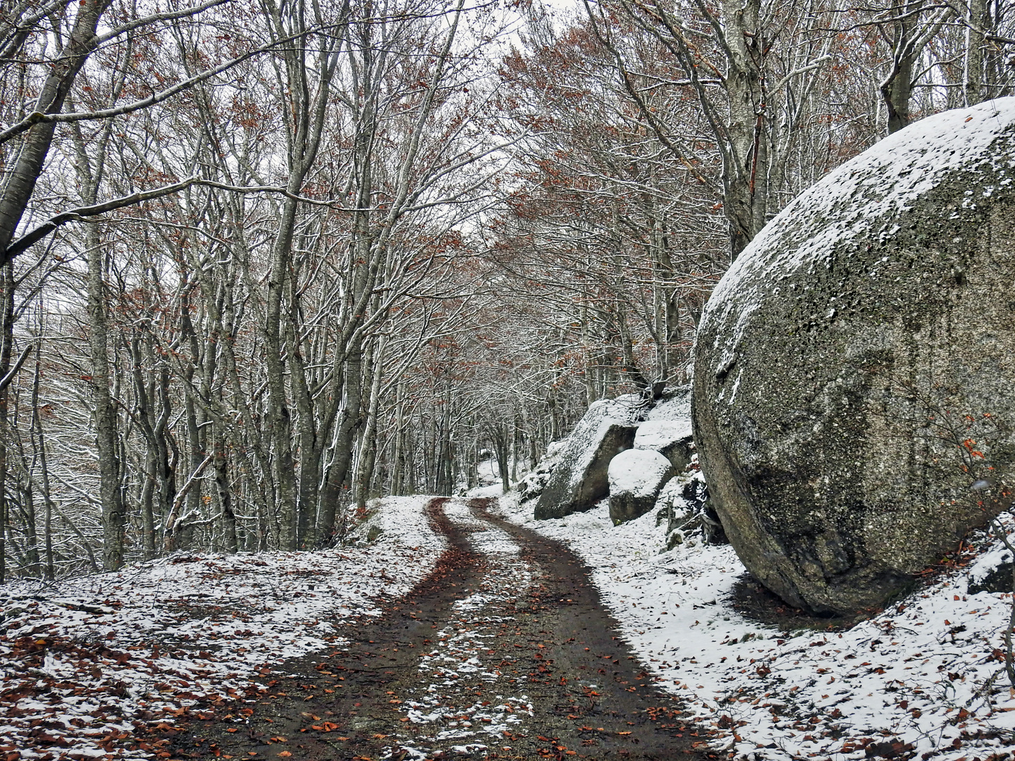 Première neige sur le Mont Lozère