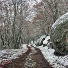 Première neige sur le Mont Lozère