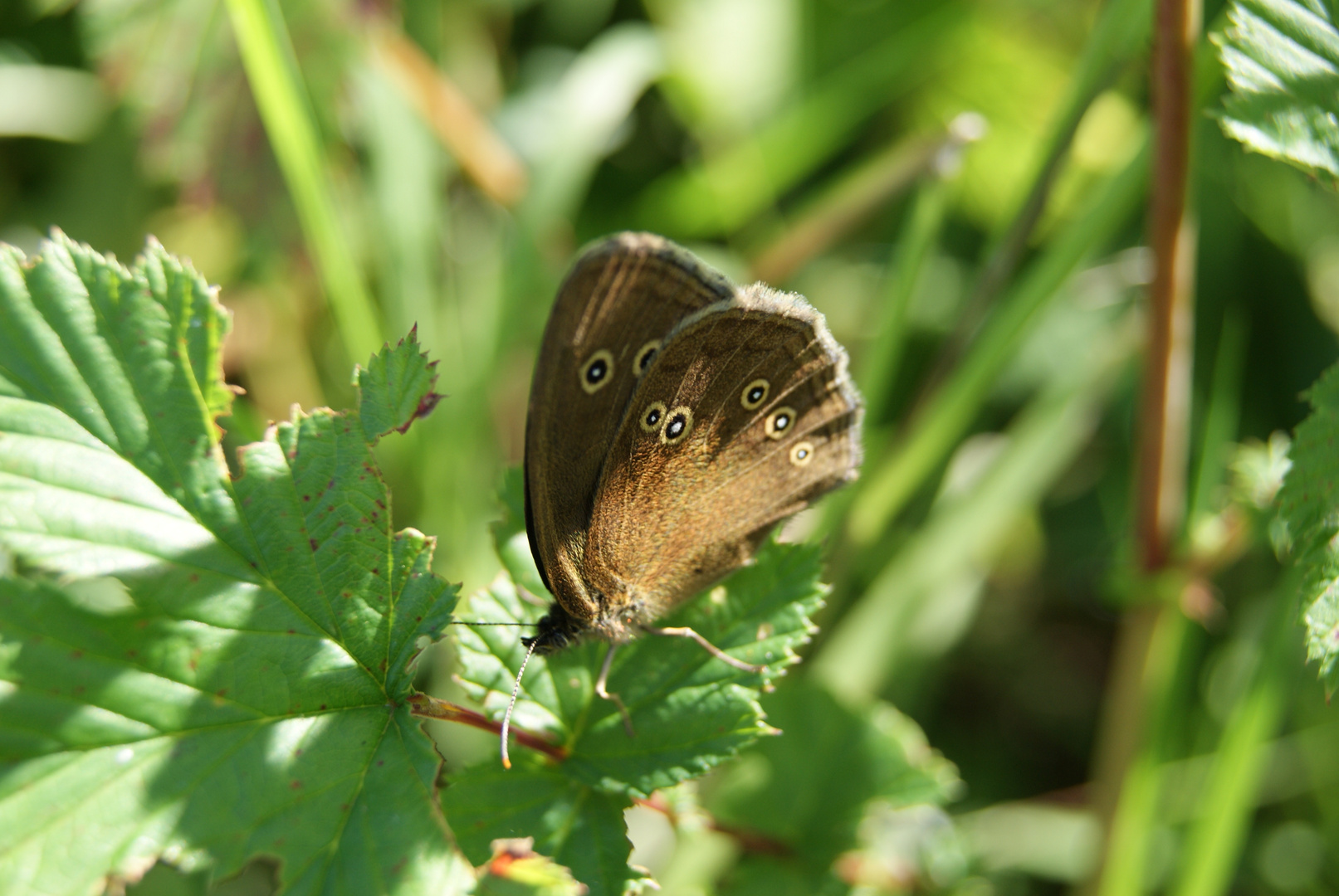 premiére photo d'un papillon .